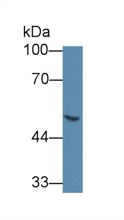 Monoclonal Antibody to Galactosidase Alpha (GLa)