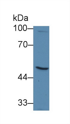 Monoclonal Antibody to Galactosidase Alpha (GLa)