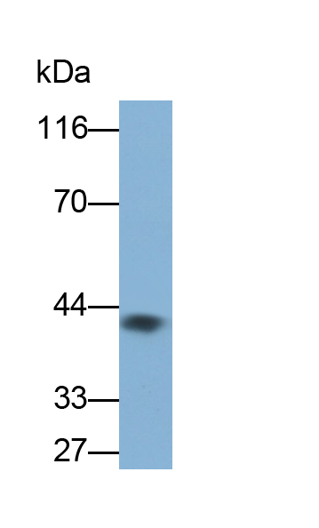 Monoclonal Antibody to Galactosidase Alpha (GLa)