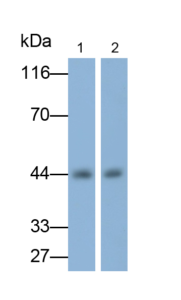 Monoclonal Antibody to Galactosidase Alpha (GLa)