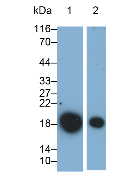 Monoclonal Antibody to Interleukin 1 Receptor Antagonist (IL1RA)