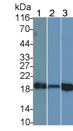 Monoclonal Antibody to Cyclophilin B (CYPB)