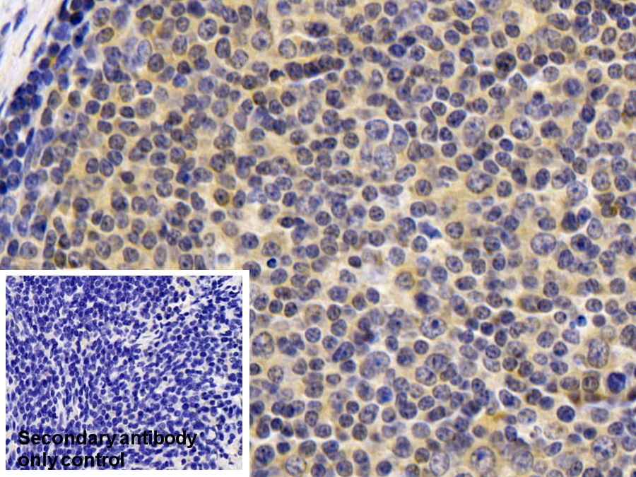 Monoclonal Antibody to Cyclophilin B (CYPB)