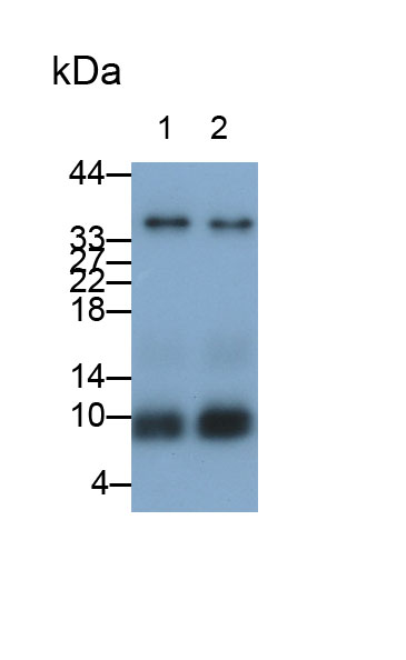 Monoclonal Antibody to Apolipoprotein C1 (APOC1)