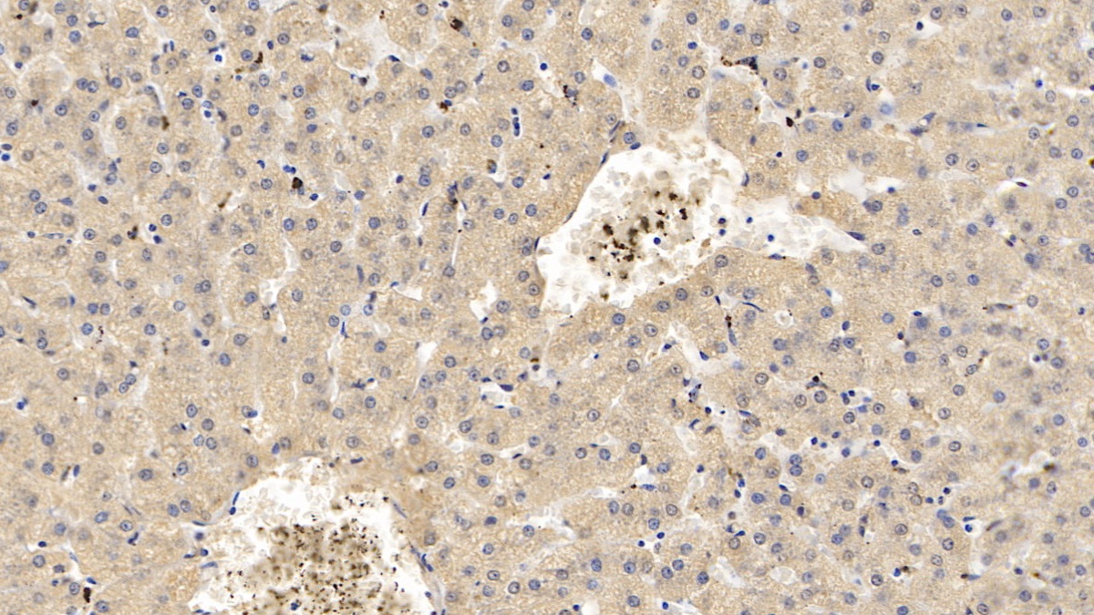 Monoclonal Antibody to Apolipoprotein C1 (APOC1)