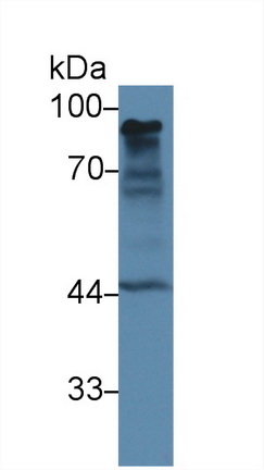 Monoclonal Antibody to Calnexin (CNX)