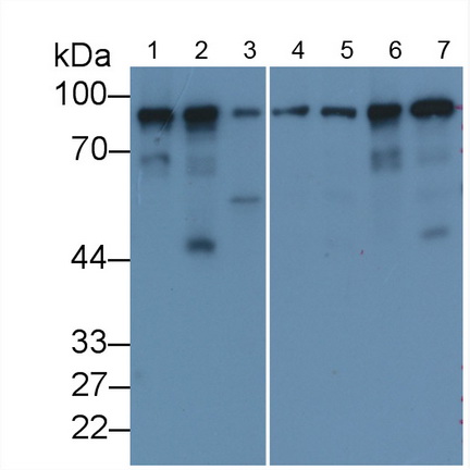 Monoclonal Antibody to Calnexin (CNX)