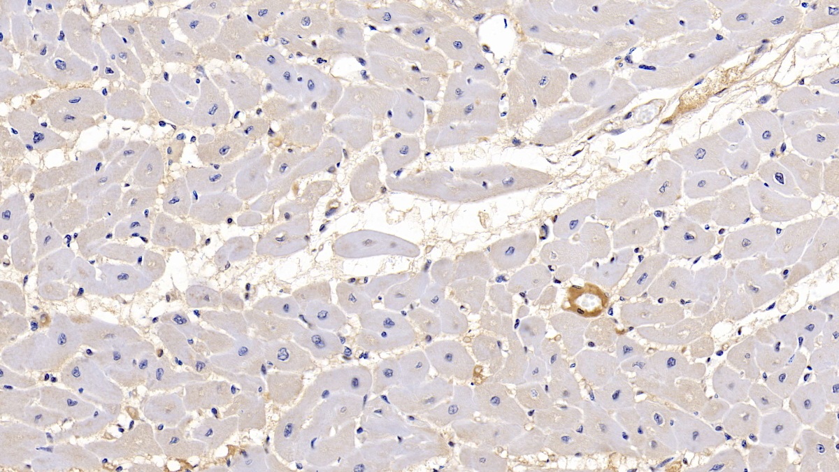 Monoclonal Antibody to Calnexin (CNX)