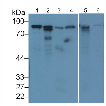 Monoclonal Antibody to Calnexin (CNX)