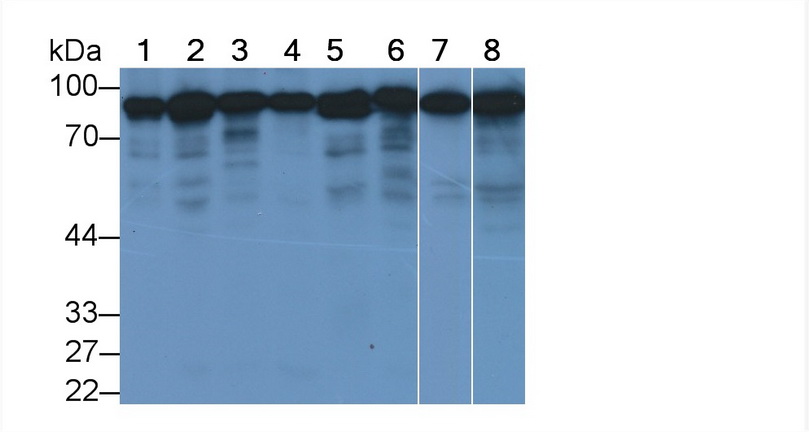 Monoclonal Antibody to Calnexin (CNX)