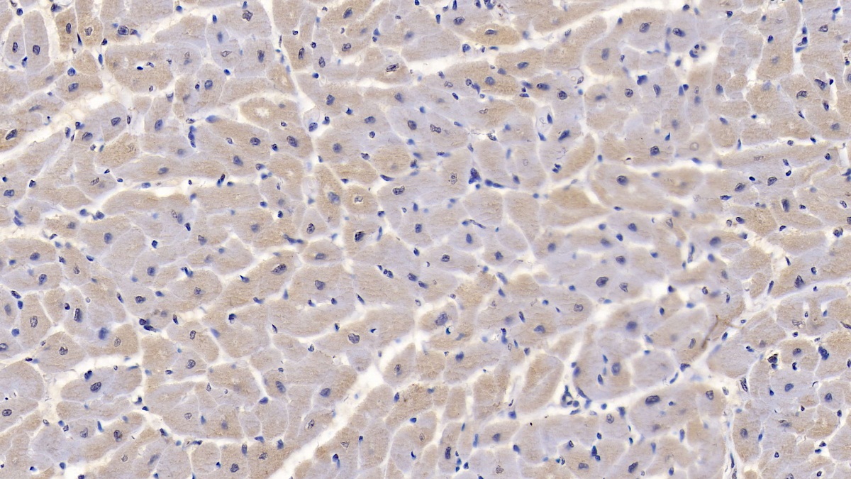 Monoclonal Antibody to Calnexin (CNX)