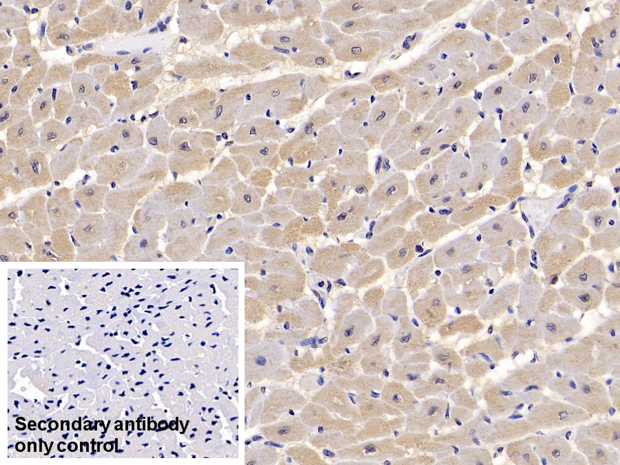 Monoclonal Antibody to Calnexin (CNX)