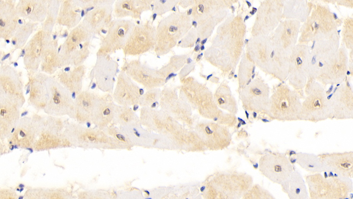 Monoclonal Antibody to Calnexin (CNX)