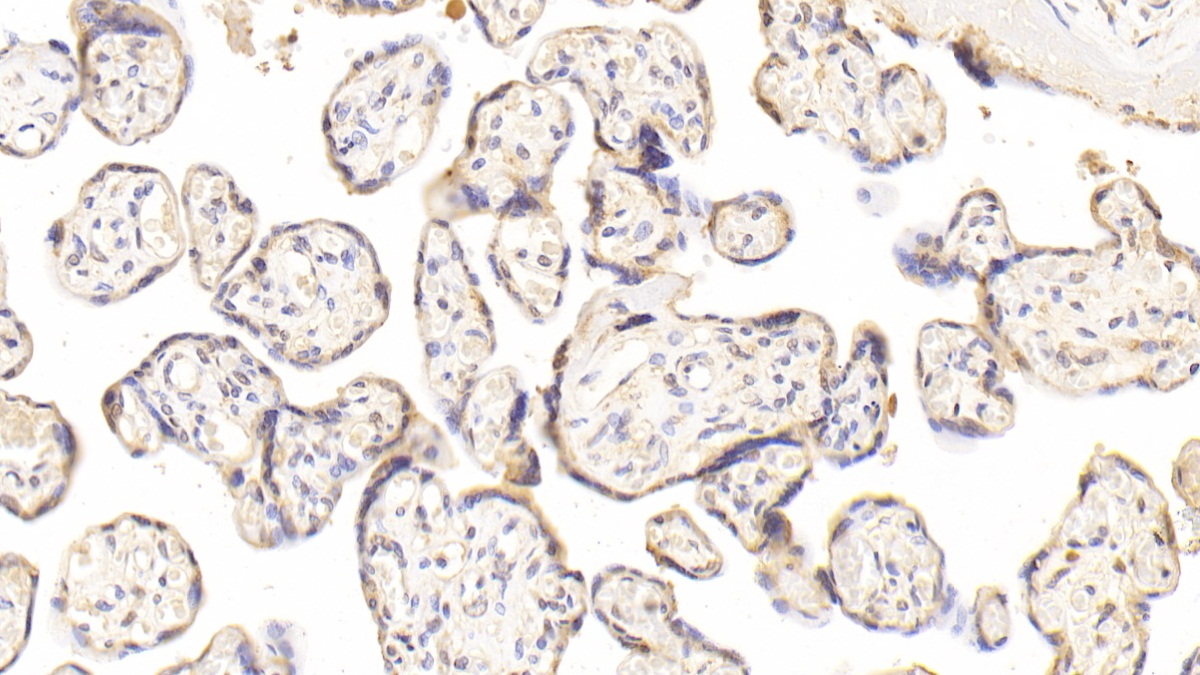 Monoclonal Antibody to Calnexin (CNX)