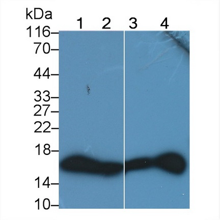 Monoclonal Antibody to Histone H3 (H3)