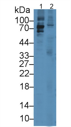 Monoclonal Antibody to Lactoperoxidase (LPO)