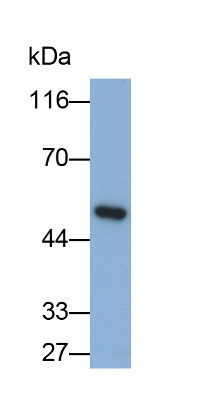 Monoclonal Antibody to Neuronal Pentraxin II (NPTX2)