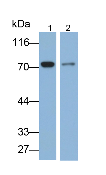 Monoclonal Antibody to Heat Shock 70kDa Protein 1B (HSPA1B)