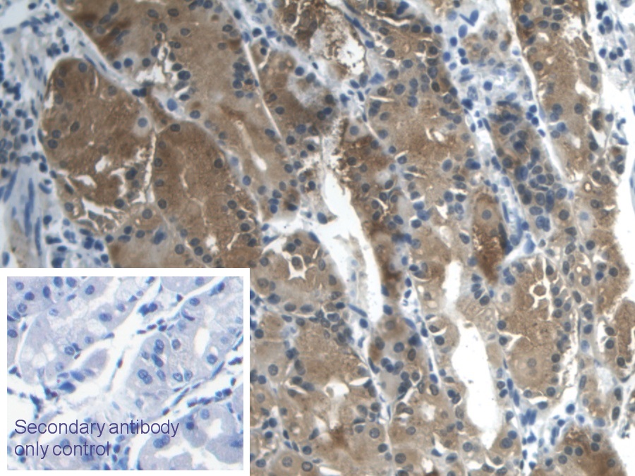 Monoclonal Antibody to Galectin 2 (GAL2)