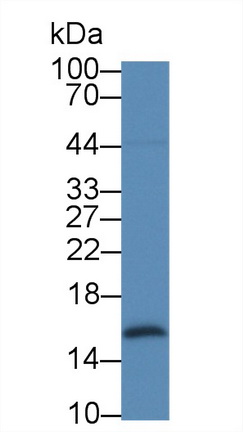 Monoclonal Antibody to Galectin 2 (GAL2)