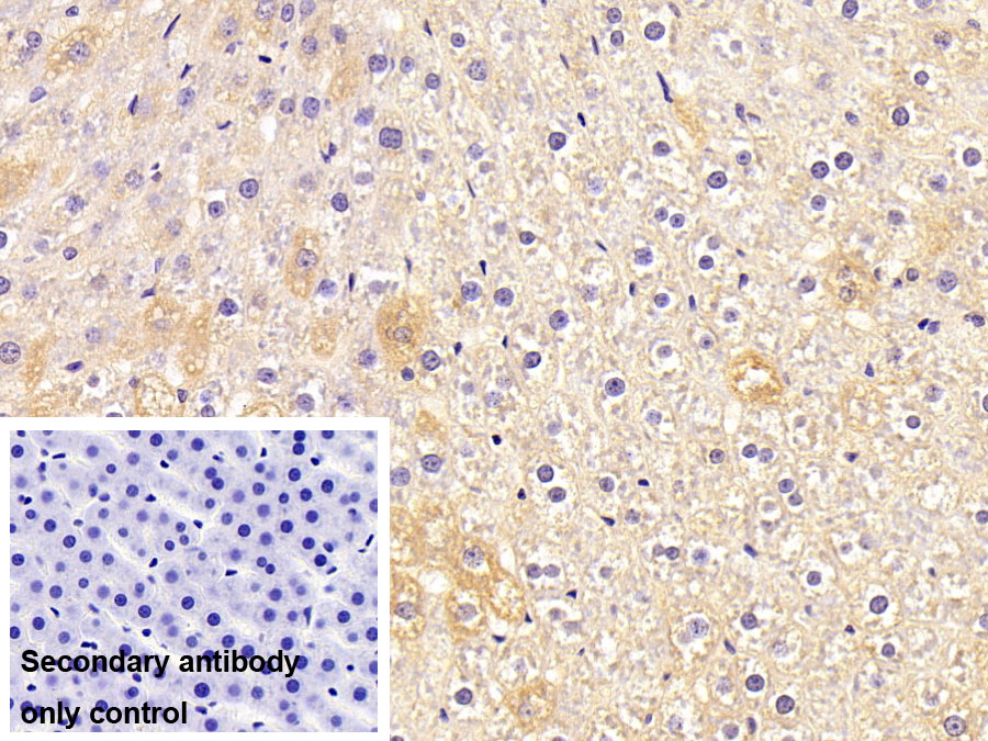 Monoclonal Antibody to Apolipoprotein H (APOH)