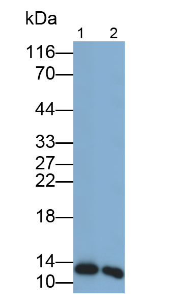 Monoclonal Antibody to Galectin 1 (GAL1)