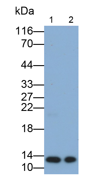 Monoclonal Antibody to Galectin 1 (GAL1)