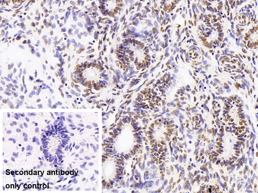 Monoclonal Antibody to Heterogeneous Nuclear Ribonucleoprotein A2/B1 (HNRPA2B1)