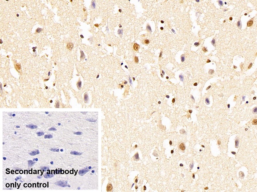 Monoclonal Antibody to Heterogeneous Nuclear Ribonucleoprotein A2/B1 (HNRPA2B1)