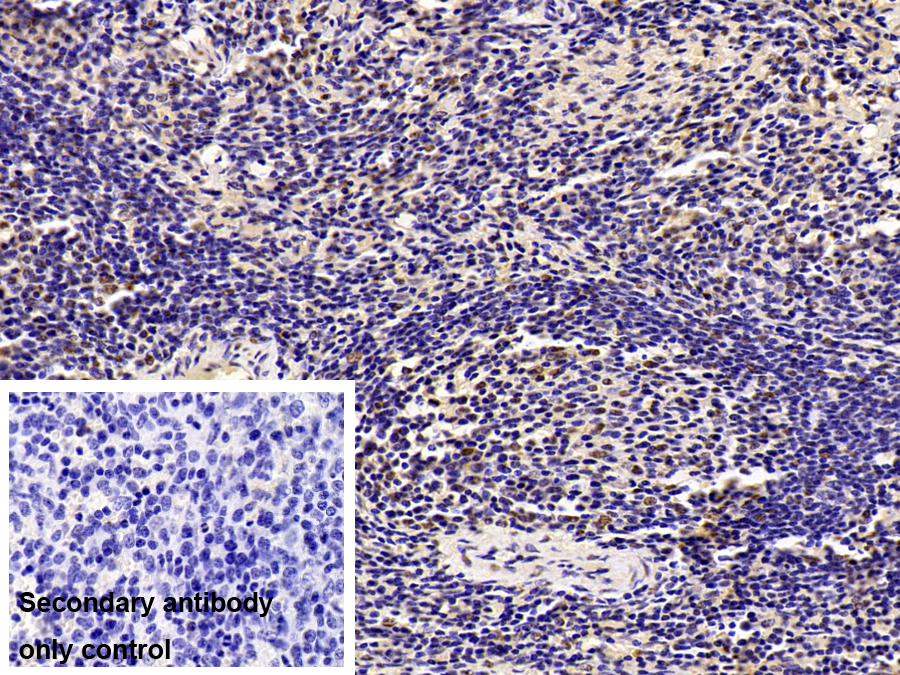 Monoclonal Antibody to Heterogeneous Nuclear Ribonucleoprotein A2/B1 (HNRPA2B1)