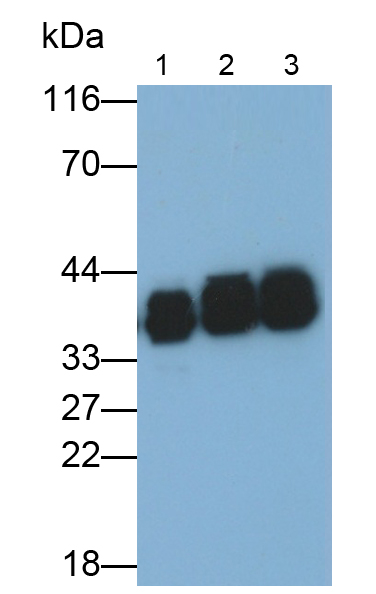 Monoclonal Antibody to Heterogeneous Nuclear Ribonucleoprotein A2/B1 (HNRPA2B1)