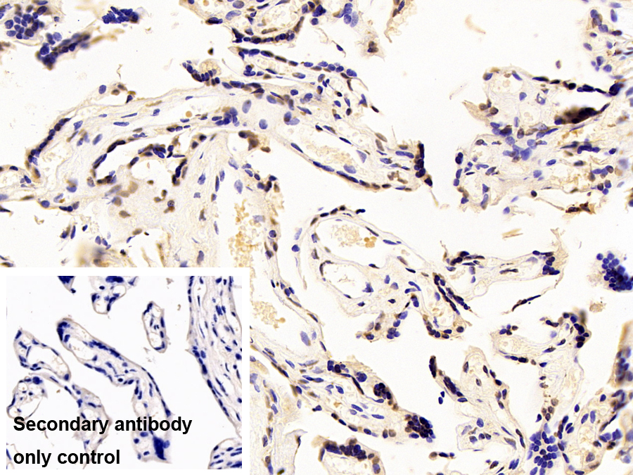 Monoclonal Antibody to Heterogeneous Nuclear Ribonucleoprotein A2/B1 (HNRPA2B1)