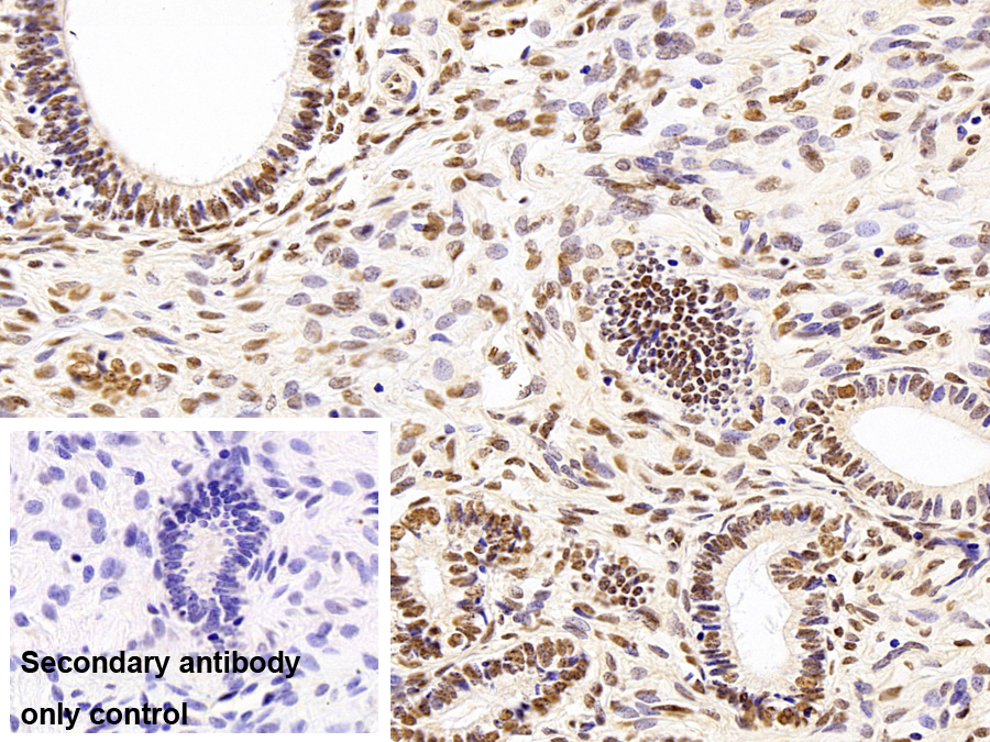 Monoclonal Antibody to Heterogeneous Nuclear Ribonucleoprotein A2/B1 (HNRPA2B1)