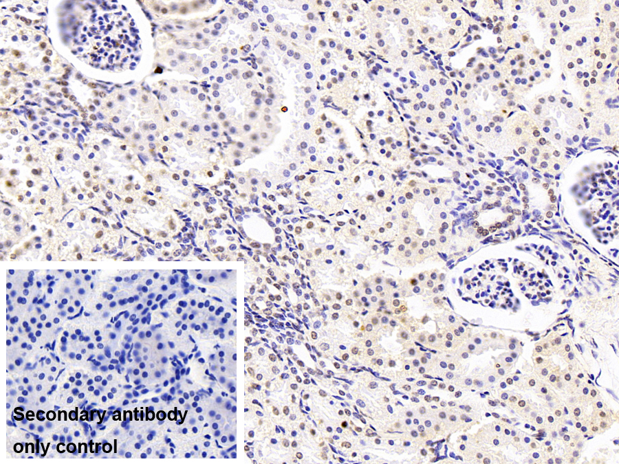 Monoclonal Antibody to Heterogeneous Nuclear Ribonucleoprotein A2/B1 (HNRPA2B1)