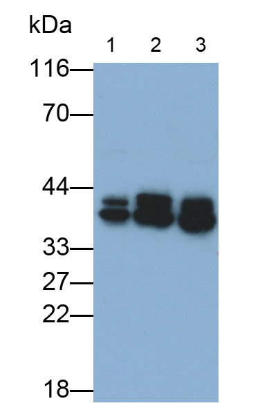 Monoclonal Antibody to Heterogeneous Nuclear Ribonucleoprotein A2/B1 (HNRPA2B1)