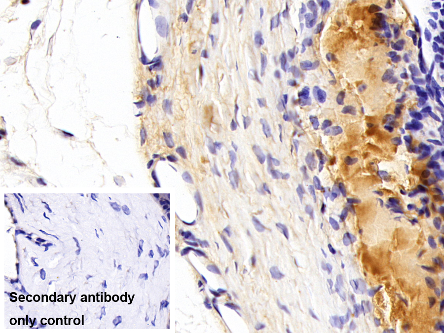 Monoclonal Antibody to Retinol Binding Protein 3, Interstitial (RBP3)