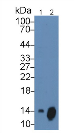 Monoclonal Antibody to Chemokine (C-X-C motif) ligand 7 ( CXCL7)