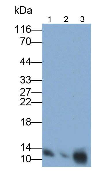 Monoclonal Antibody to Chemokine (C-X-C motif) ligand 7 ( CXCL7)