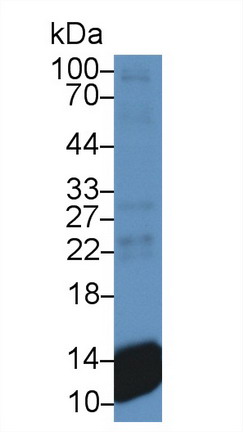 Monoclonal Antibody to Chemokine (C-X-C motif) ligand 7 ( CXCL7)