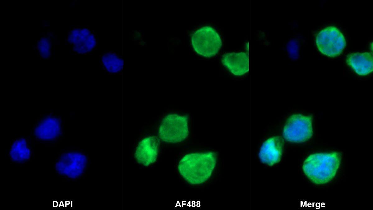 Monoclonal Antibody to Chemokine (C-X-C motif) ligand 7 ( CXCL7)