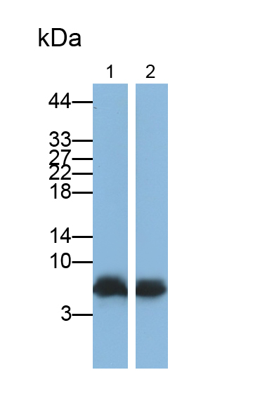 Monoclonal Antibody to Chemokine (C-X-C motif) ligand 7 ( CXCL7)