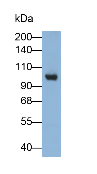 Monoclonal Antibody to Complement Component 3a (C3a)