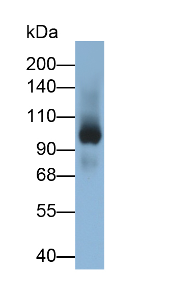 Monoclonal Antibody to Complement Component 3a (C3a)