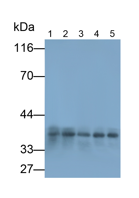 Monoclonal Antibody to Follistatin (FS)