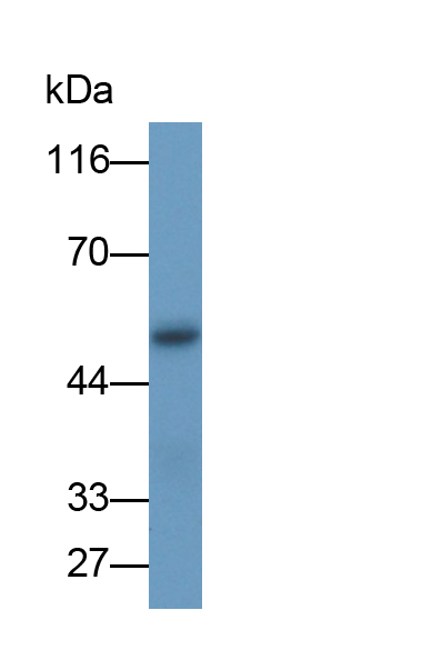 Monoclonal Antibody to Inhibin Alpha (INHa)