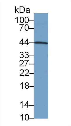 Monoclonal Antibody to Inhibin Alpha (INHa)