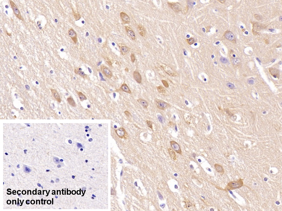 Monoclonal Antibody to Neurogranin (NRGN)