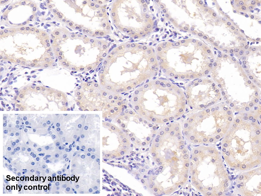 Monoclonal Antibody to Neurogranin (NRGN)