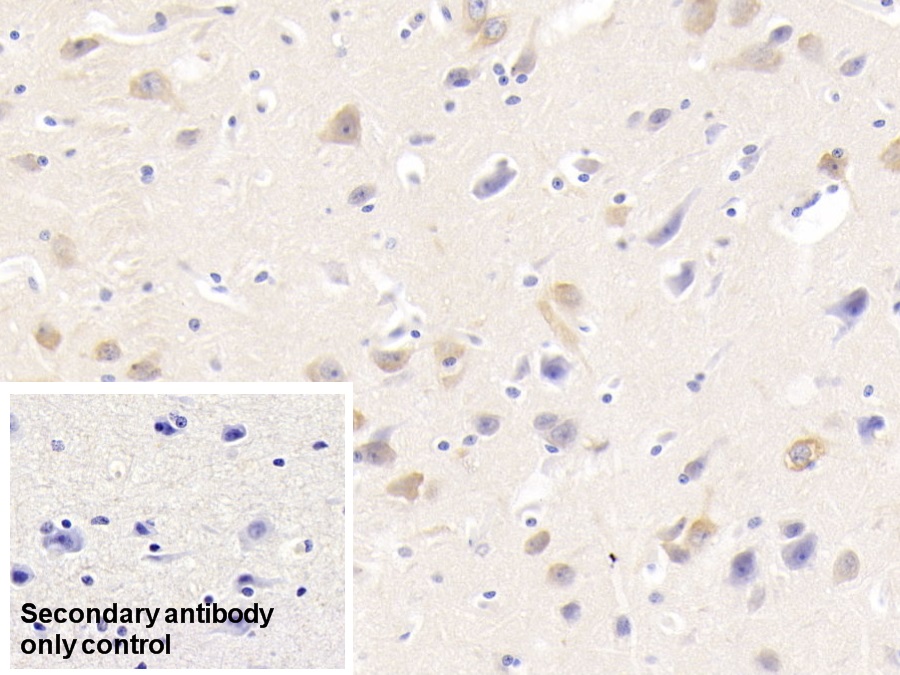 Monoclonal Antibody to Neurogranin (NRGN)