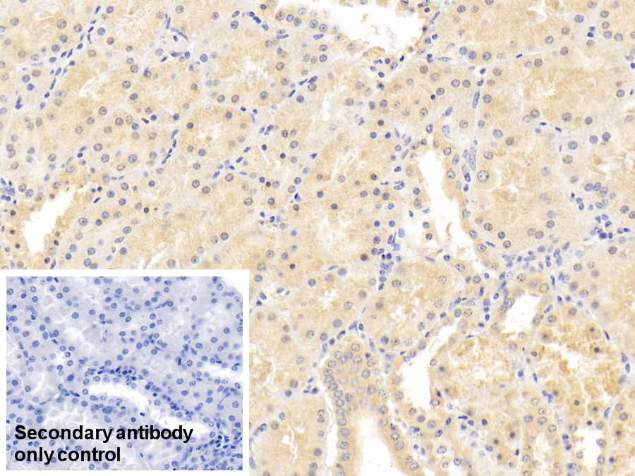 Monoclonal Antibody to Neurogranin (NRGN)